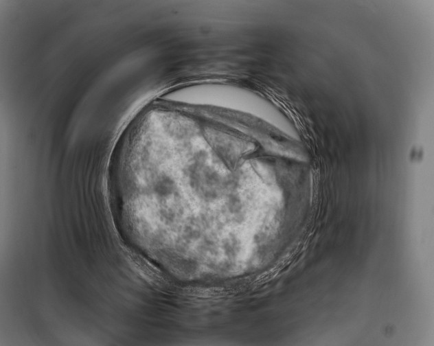 X0000099510147200806121446