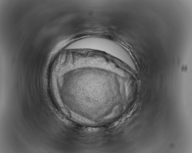 X0000099510149200806121446