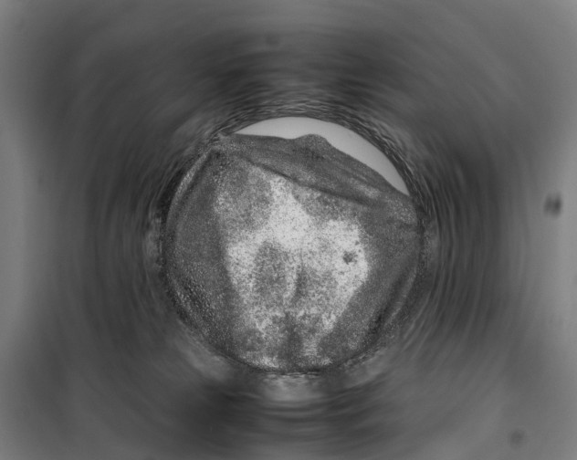 X0000099510181200806121447