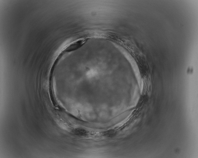X0000099510195200806121446