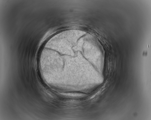 X0000099510198200806121446