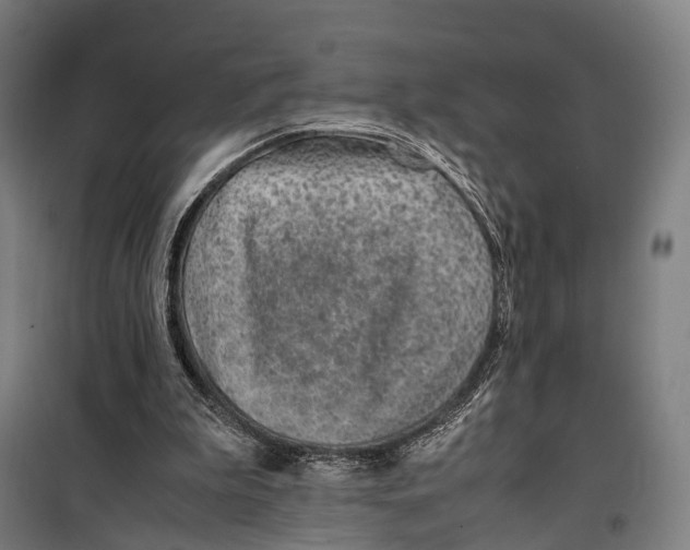 X0000099510199200806121446