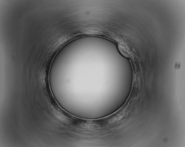 X0000099510201200806121446