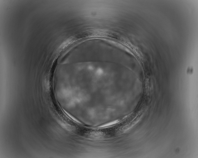 X0000099510203200806121446