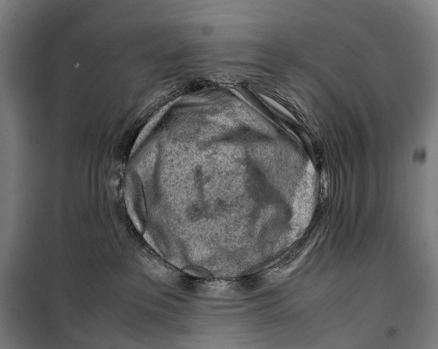X0000099510237200806121446