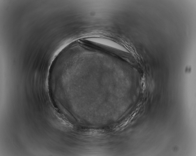 X0000099510292200806121445