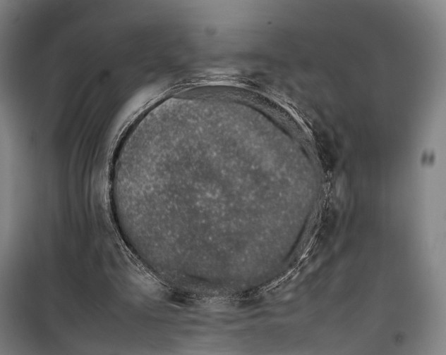 X0000099510293200806121445