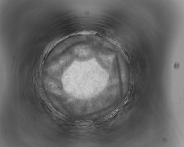 X0000099510337200806121444