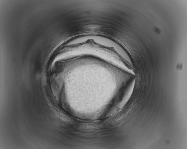 X0000099510351200806121444