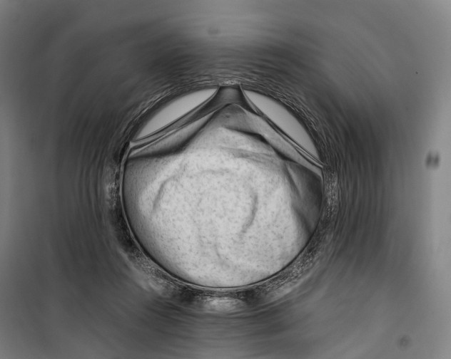 X0000099510360200806121444