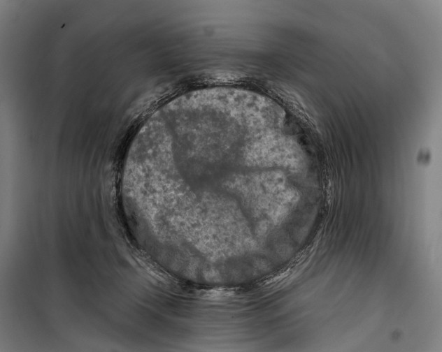 X0000099510366200806121444