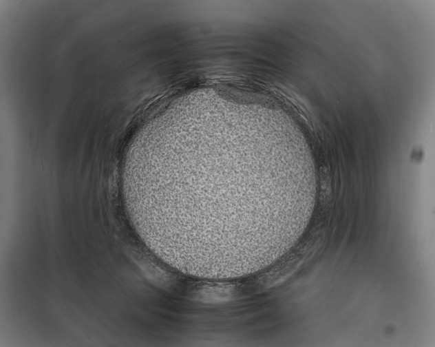 X0000099510369200806121444