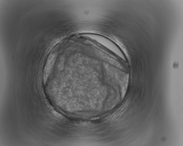 X0000099510385200806121444