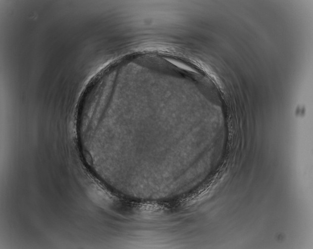 X0000099510399200806121443