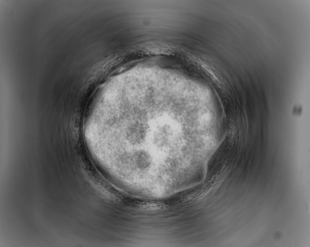 X0000099510402200806121443