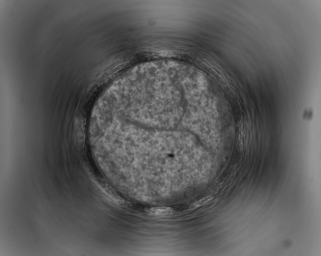 X0000099510410200806121443