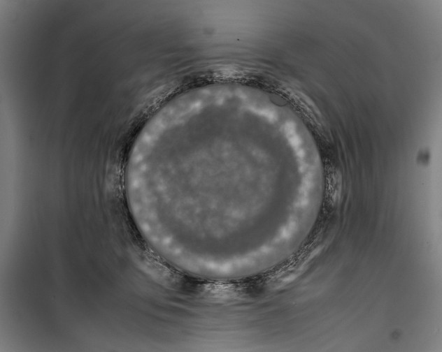 X0000099510419200806121443