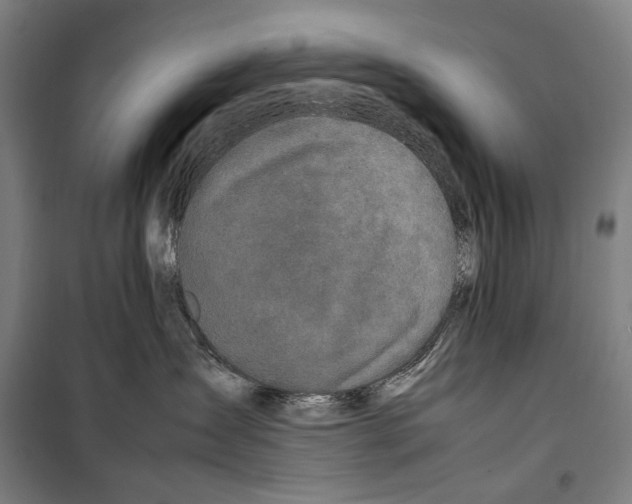 X0000099510431200806121443