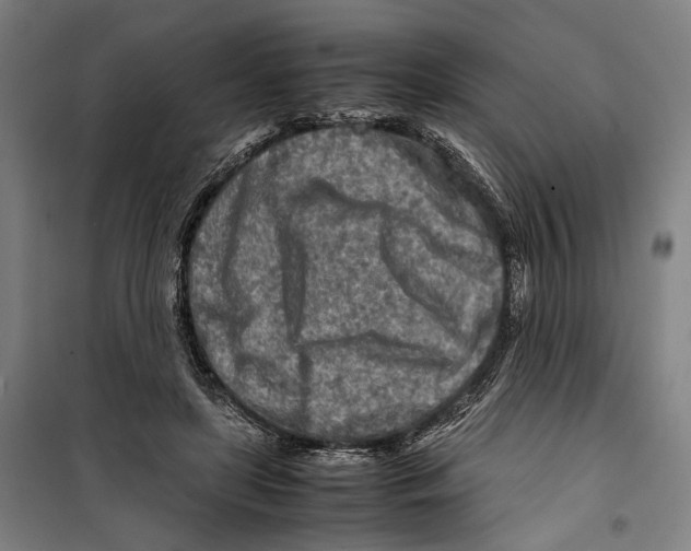 X0000099510451200806121443