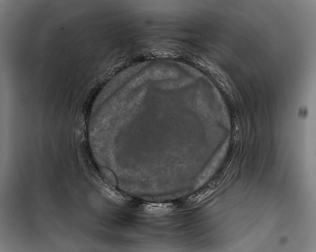 X0000099510465200806121443