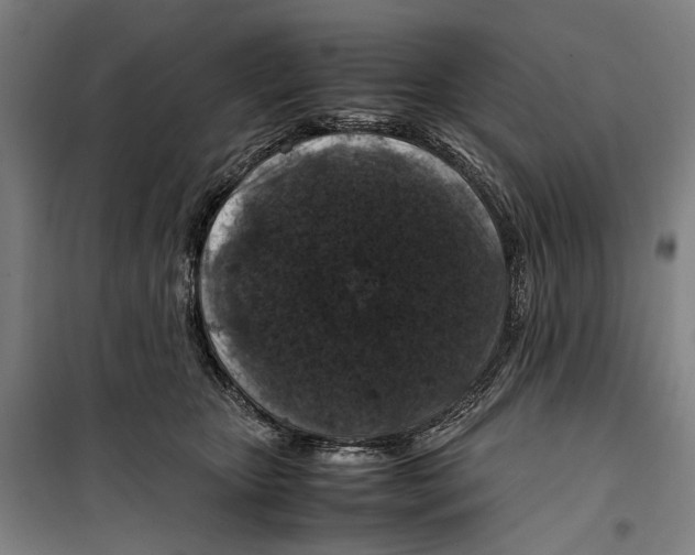 X0000099510467200806121443