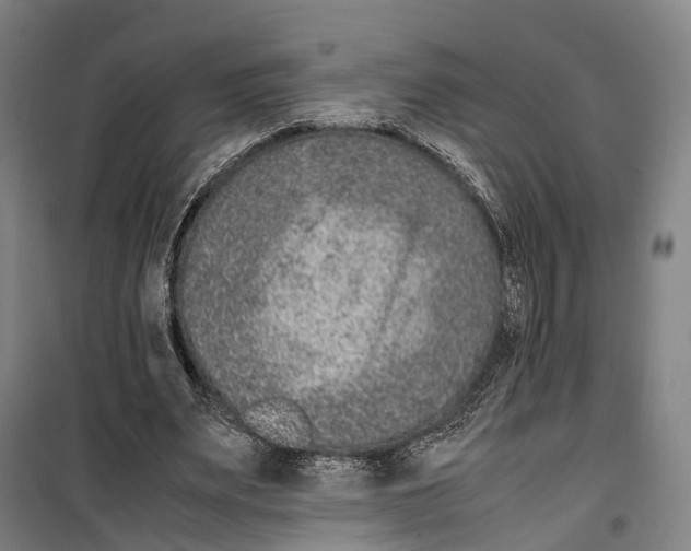 X0000099510487200806121442