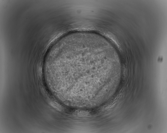 X0000099510491200806121442