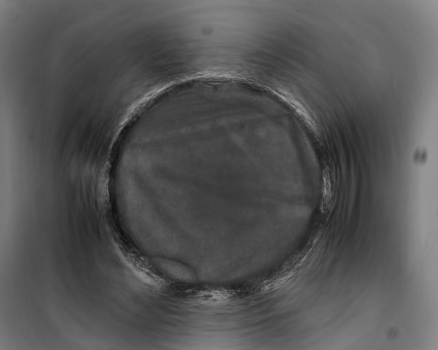 X0000099510492200806121442