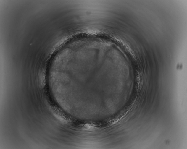 X0000099510496200806121442