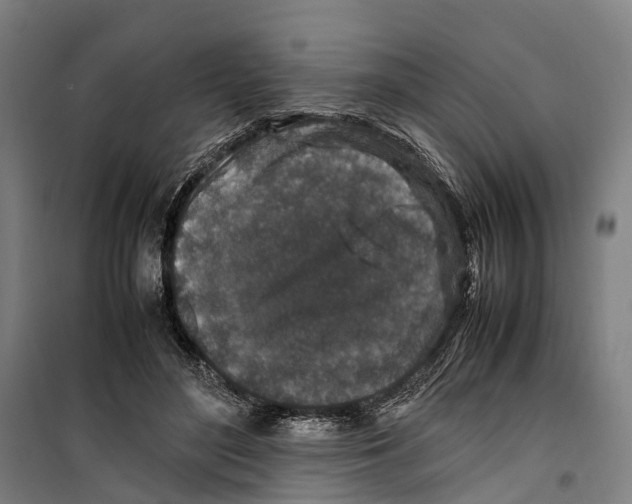 X0000099510500200806121442