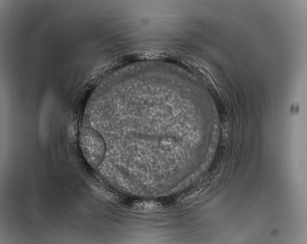 X0000099510503200806121442