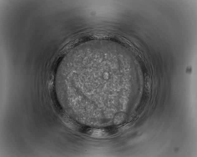 X0000099510507200806121442