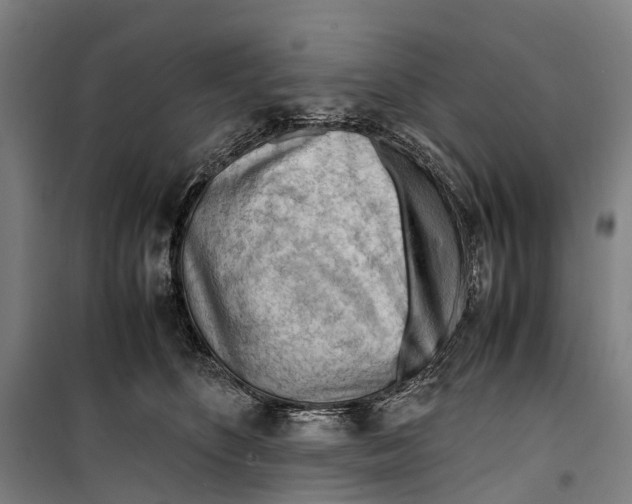 X0000099510516200806121442