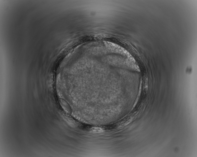 X0000099510519200806121442