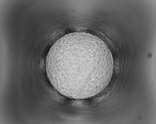 X0000099510523200806121442