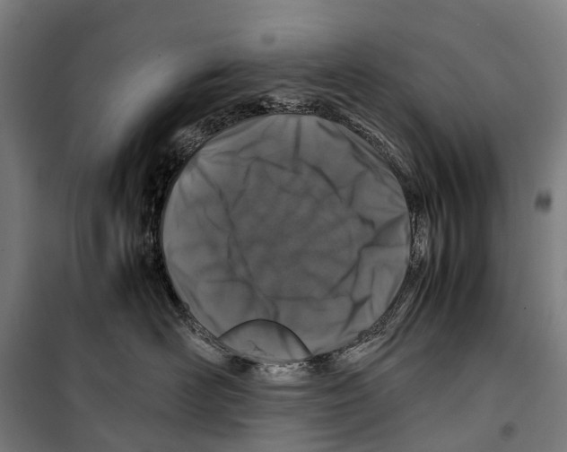 X0000099510526200806121442