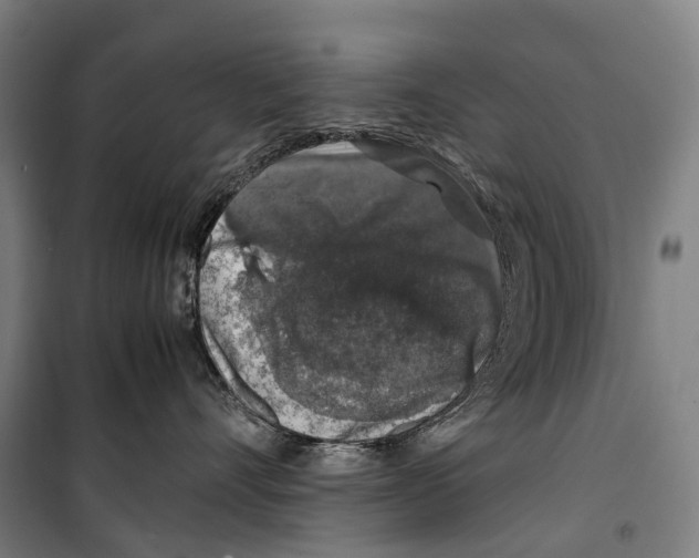 X0000099510528200806121442