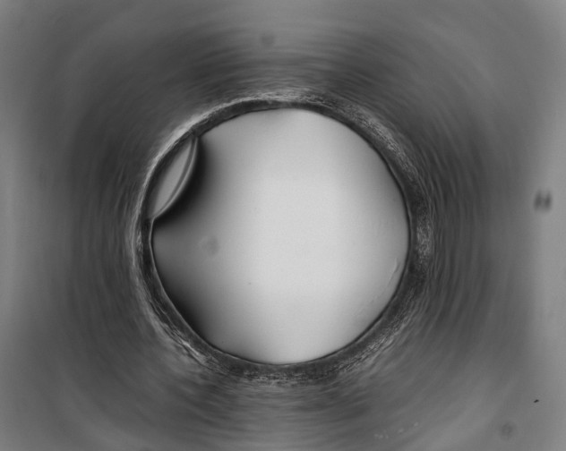 X0000099510532200806121441
