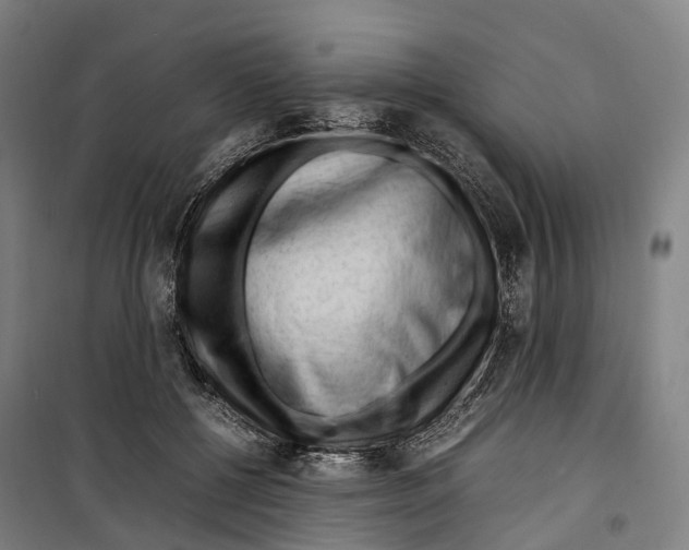 X0000099510552200806121441