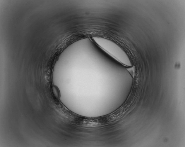 X0000099510559200806121441