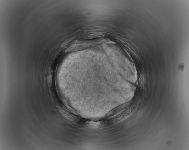 X0000099510570200806121441