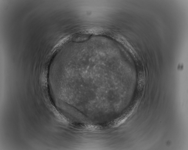 X0000099510585200806121441