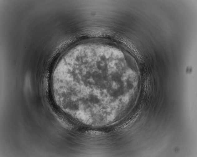 X0000099510590200806121441
