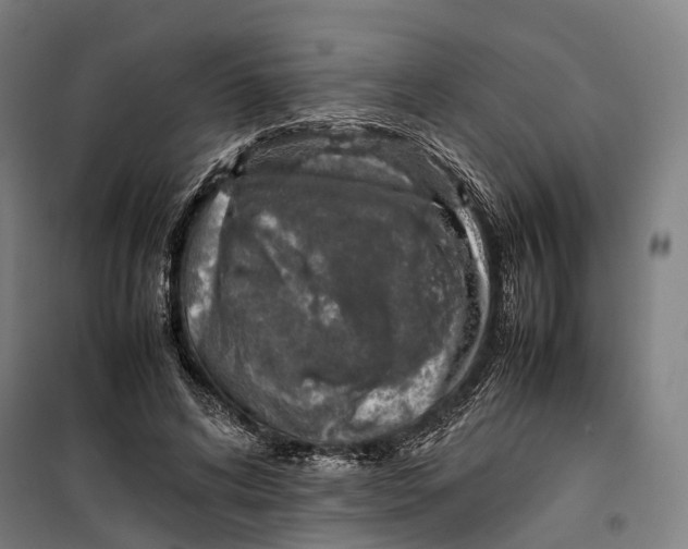 X0000099510592200806121441