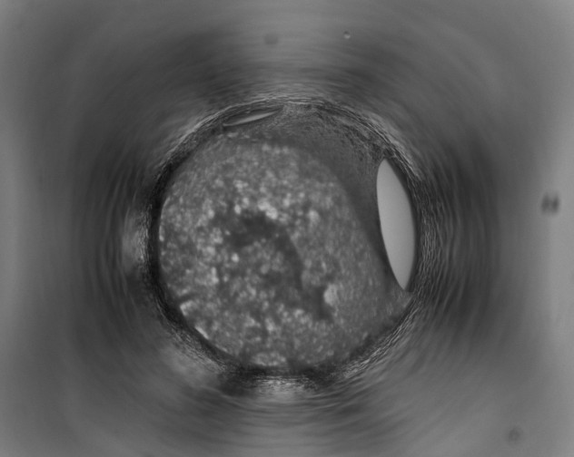 X0000099510596200806121441