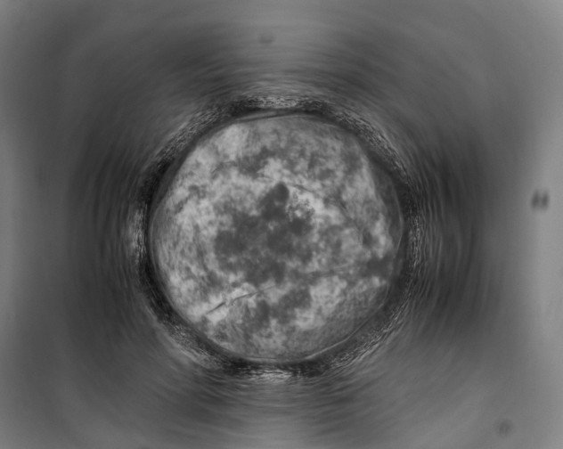 X0000099510598200806121441