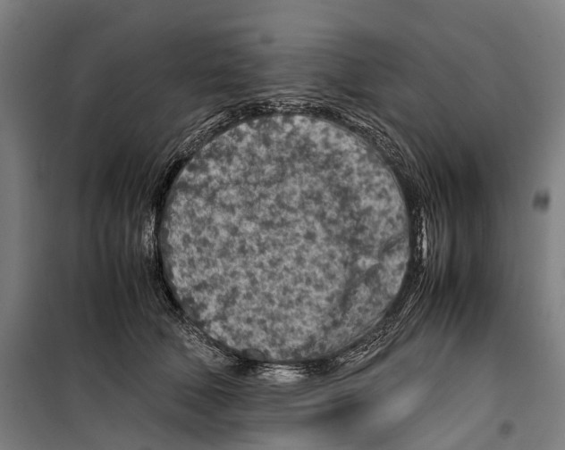 X0000099510610200806121440