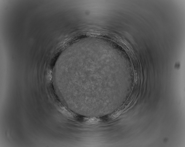 X0000099510621200806121440