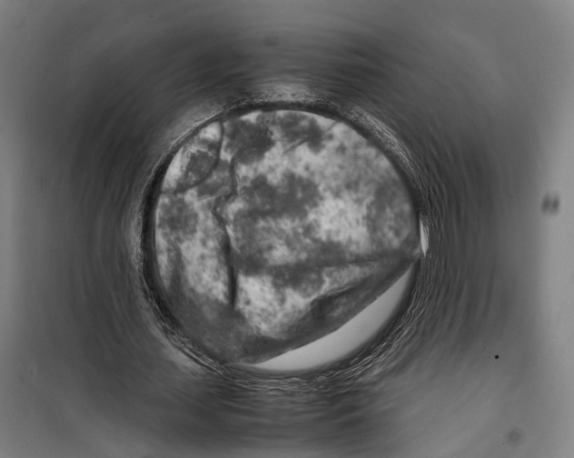 X0000099510627200806121439