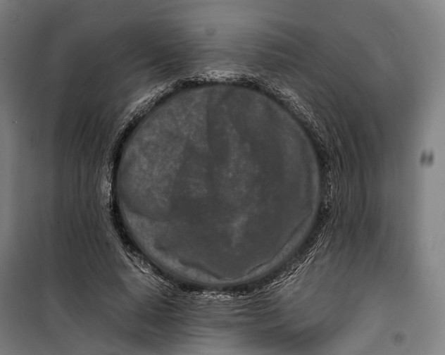 X0000099510640200806121440